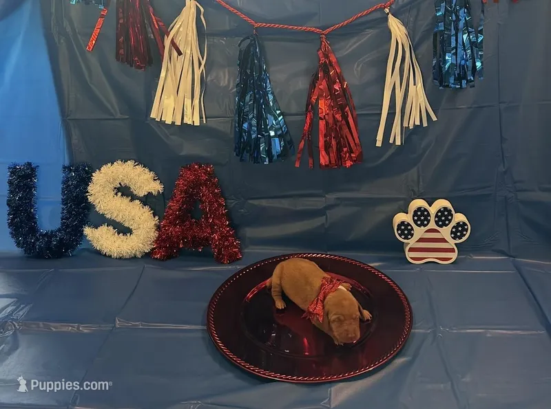 Lady – Vizsla puppy for sale in Bloomfield, IA