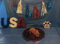 Lady, a female Vizsla for sale in Bloomfield, IA – 1 of 1