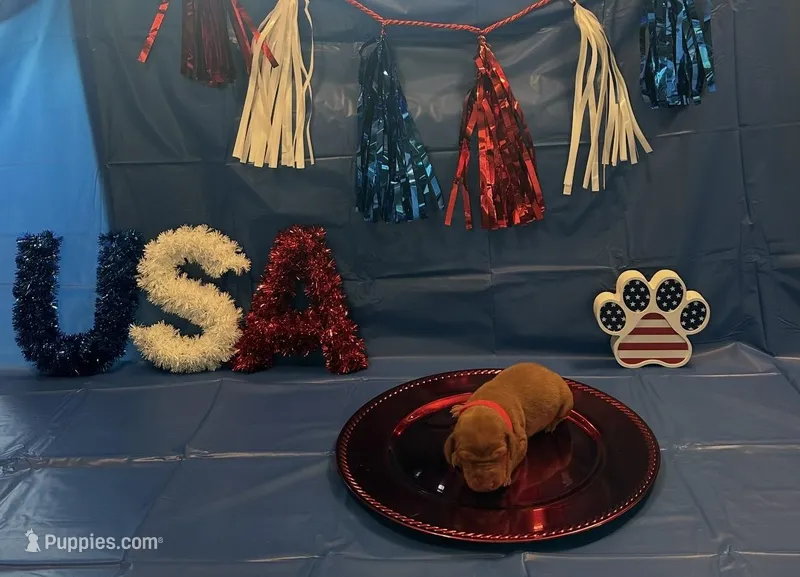 Star – Vizsla puppy for sale in Bloomfield, IA