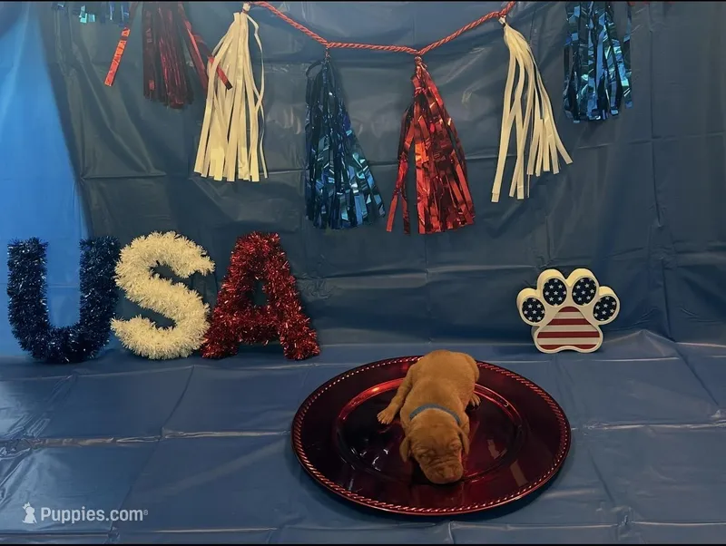 Eagle – Vizsla puppy for sale in Bloomfield, IA