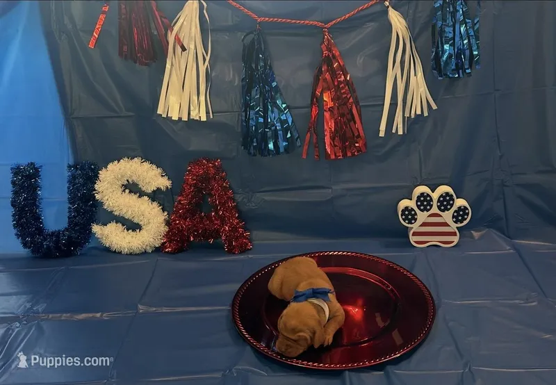 Freedom – Vizsla puppy for sale in Bloomfield, IA