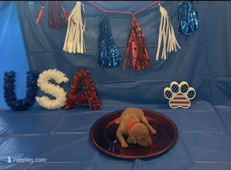 Yankee – Vizsla puppy for sale in Bloomfield, IA