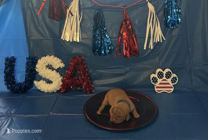 Liberty – Vizsla puppy for sale in Bloomfield, IA