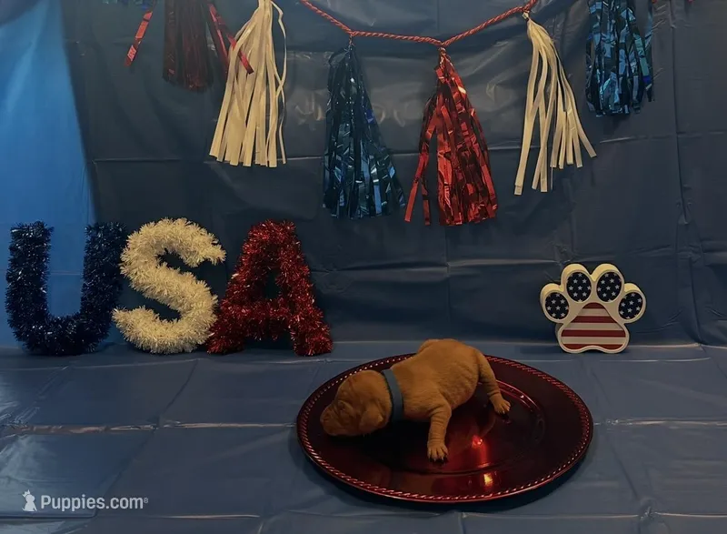 Stripe – Vizsla puppy for sale in Bloomfield, IA