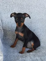 AKC Max, a male Miniature Pinscher for sale in Tennessee, TN – Photo 4 of 5