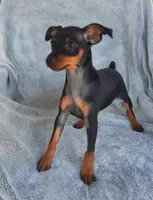 AKC Toby, a male Miniature Pinscher for sale in Tennessee, TN – Photo 5 of 5