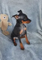 AKC Toby, a male Miniature Pinscher for sale in Tennessee, TN – Photo 3 of 5