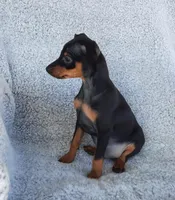 AKC Max, a male Miniature Pinscher for sale in Tennessee, TN – Photo 3 of 5