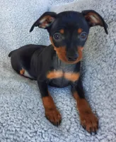 AKC Max, a male Miniature Pinscher for sale in Tennessee, TN – Photo 2 of 5