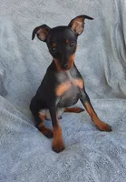 AKC Toby, a male Miniature Pinscher for sale in Tennessee, TN – Photo 2 of 5