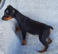 AKC Max, a male Miniature Pinscher for sale in Tennessee, TN – Photo 5 of 5