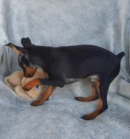 AKC Toby, a male Miniature Pinscher for sale in Tennessee, TN – Photo 4 of 5