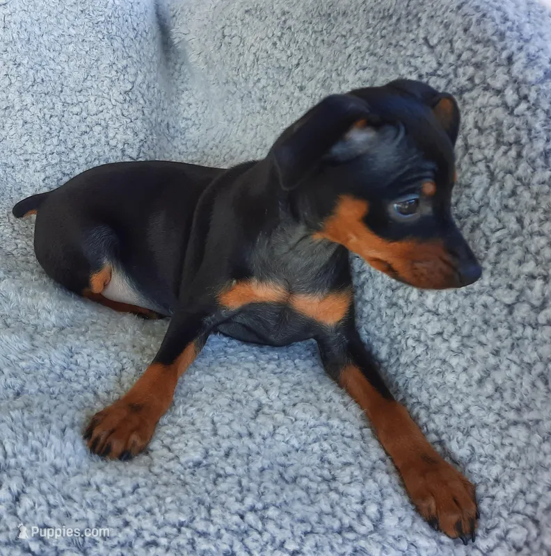 AKC Max – Miniature Pinscher puppy for sale in Tennessee, TN
