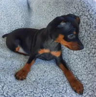 AKC Max, a male Miniature Pinscher for sale in Tennessee, TN – Photo 1 of 5