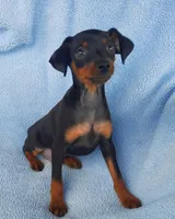 Buddy, a male Miniature Pinscher for sale in Greeneville, TN – 4 of 6