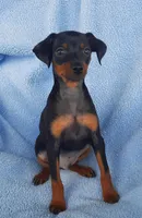 Buddy, a male Miniature Pinscher for sale in Greeneville, TN – 3 of 6