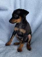 Buddy, a male Miniature Pinscher for sale in Greeneville, TN – 6 of 6