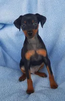 Buddy, a male Miniature Pinscher for sale in Greeneville, TN – 2 of 6