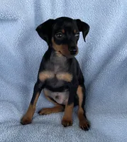 Buddy, a male Miniature Pinscher for sale in Greeneville, TN – 5 of 6