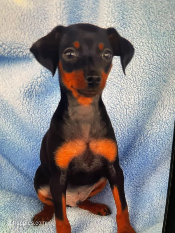 Buddy – Miniature Pinscher puppy for sale in Greeneville, TN