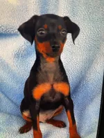 Buddy, a male Miniature Pinscher for sale in Greeneville, TN – 1 of 6