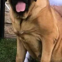 Beauty, a female English Mastiff for sale in Colorado Springs, CO – Photo 3 of 3