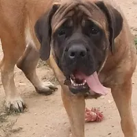 Beauty, a female English Mastiff for sale in Colorado Springs, CO – Photo 2 of 3