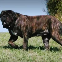 Monet babies, a  English Mastiff for sale in Colorado Springs, CO – Photo 3 of 3