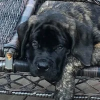 Monet babies, a  English Mastiff for sale in Colorado Springs, CO – Photo 2 of 3