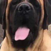 Monet babies, a  English Mastiff for sale in Colorado Springs, CO – Photo 1 of 3