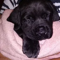 Oops with love, a  Cane Corso and English Mastiff for sale in Colorado Springs, CO – Photo 2 of 10