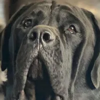 Oops with love, a  Cane Corso and English Mastiff for sale in Colorado Springs, CO – Photo 10 of 10