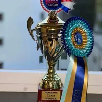 Oops with love, a  Cane Corso and English Mastiff for sale in Colorado Springs, CO – Photo 4 of 10