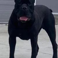 Oops with love, a  Cane Corso and English Mastiff for sale in Colorado Springs, CO – Photo 7 of 10