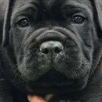 Oops with love, a  Cane Corso and English Mastiff for sale in Colorado Springs, CO – Photo 8 of 10