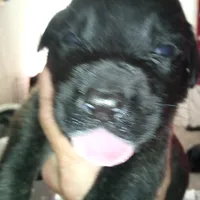 Oops with love, a  Cane Corso and English Mastiff for sale in Colorado Springs, CO – Photo 6 of 10