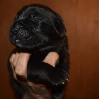 Oops with love, a  Cane Corso and English Mastiff for sale in Colorado Springs, CO – Photo 1 of 10