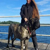 Oops with love, a  Cane Corso and English Mastiff for sale in Colorado Springs, CO – Photo 9 of 10