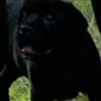 Oops with love, a  Cane Corso and English Mastiff for sale in Colorado Springs, CO – Photo 3 of 10