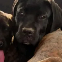 Oops with love, a  Cane Corso and English Mastiff for sale in Colorado Springs, CO – Photo 5 of 10