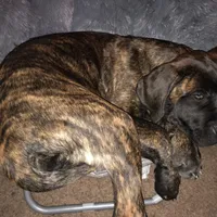 Upcoming, a  English Mastiff for sale in Colorado Springs, CO – Photo 8 of 10