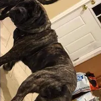 Upcoming, a  English Mastiff for sale in Colorado Springs, CO – Photo 1 of 10