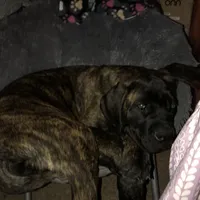 Upcoming, a  English Mastiff for sale in Colorado Springs, CO – Photo 4 of 10