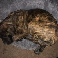 Upcoming, a  English Mastiff for sale in Colorado Springs, CO – Photo 3 of 10