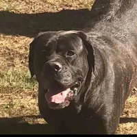 Upcoming, a  English Mastiff for sale in Colorado Springs, CO – Photo 6 of 10