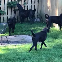 Upcoming, a  English Mastiff for sale in Colorado Springs, CO – Photo 5 of 10
