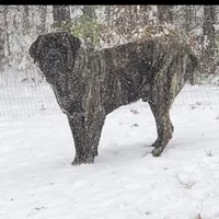 Upcoming, a  English Mastiff for sale in Colorado Springs, CO – Photo 7 of 10