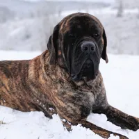 Upcoming, a  English Mastiff for sale in Colorado Springs, CO – Photo 2 of 10