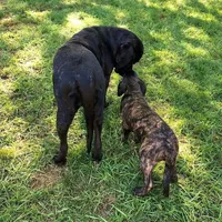 Upcoming, a  English Mastiff for sale in Colorado Springs, CO – Photo 10 of 10