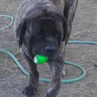 Upcoming, a  English Mastiff for sale in Colorado Springs, CO – Photo 9 of 10